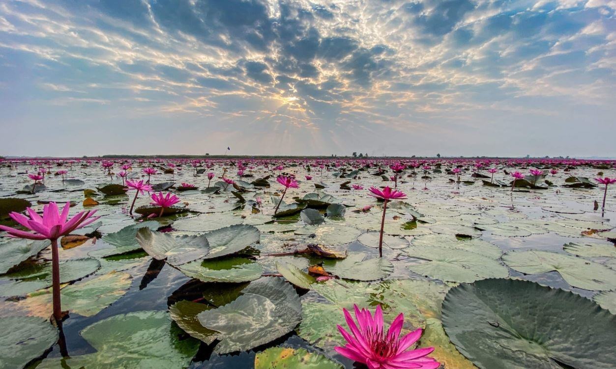Lotus Lake in Islamabad Serves as New Tourist Hub