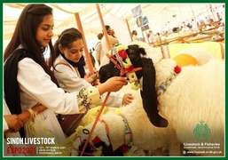 Sindh Livestock Expo 2021: Seamlessly Successful.