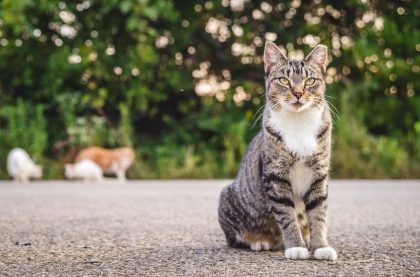 Photo: I Iz Cat Photo: I Iz Cat