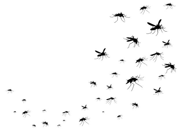 Mosquitos Still Pose A Big Threat To Mankind As They Did Centuries Ago